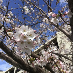 桜②