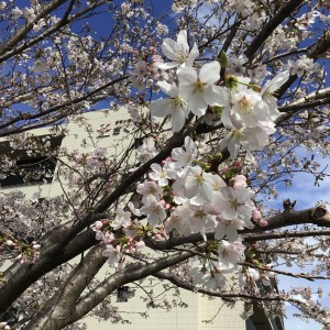 桜③