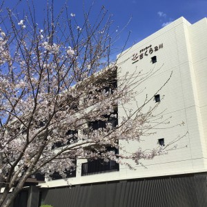 桜⑥(いつもの構図)