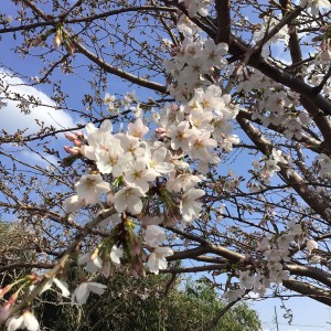 開花したやつ